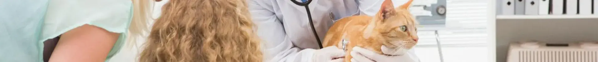 Close Up of a Cat in a Clean Veterinarian Office with a Vet and an Assistant